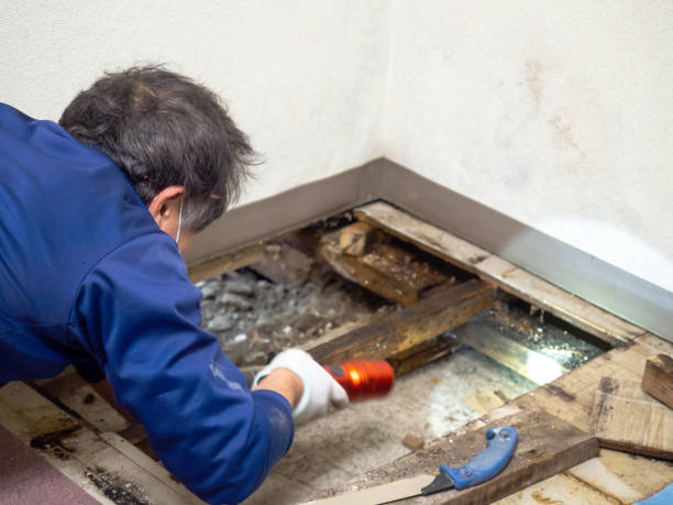 Mold Removal Process in Hazen, ND