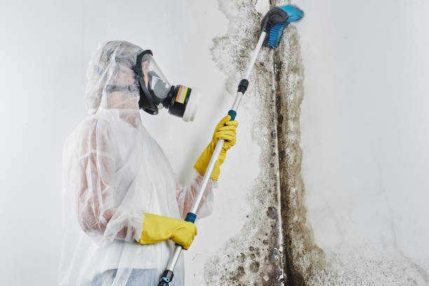 Certified Mold Removal in Hazen, ND