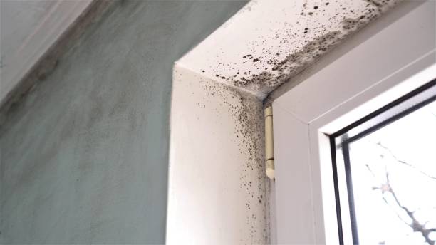 Best Mold Cleaning Services  in Hazen, ND