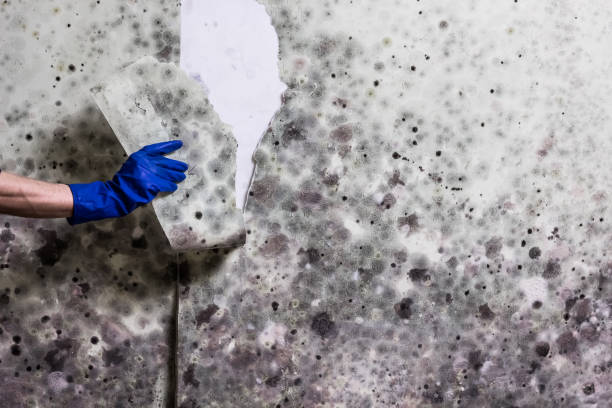 Home Mold Removal in Hazen, ND