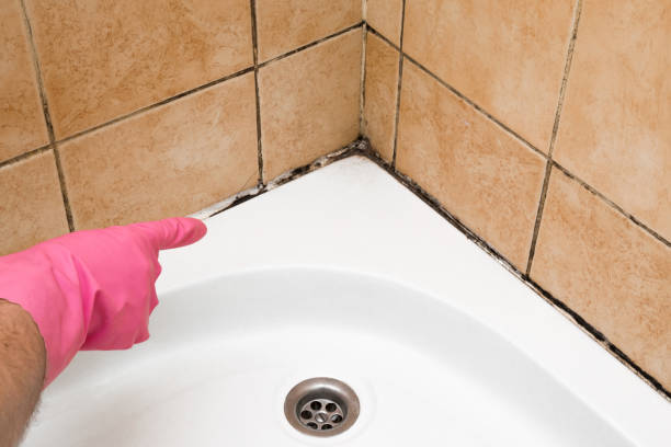 Best Local Mold Removal Service  in Hazen, ND